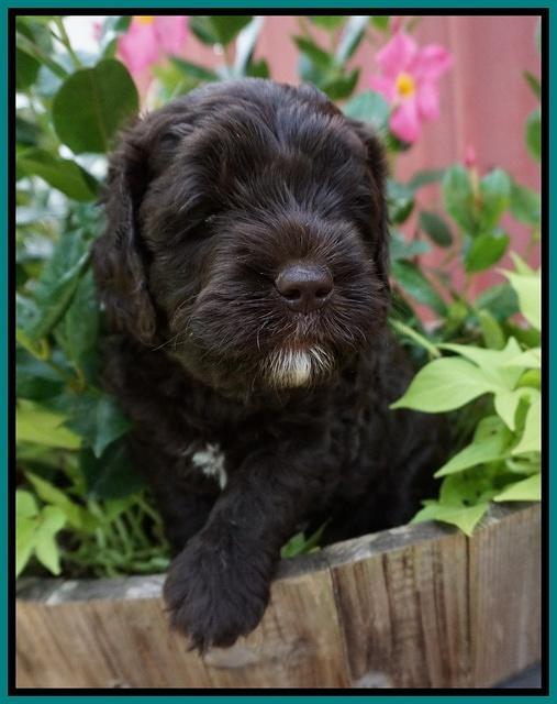 Paris Usher pups 5 wks old 211