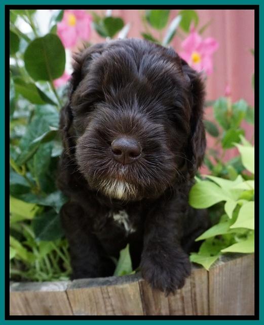Paris Usher pups 5 wks old 221
