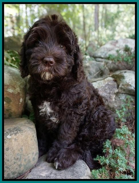 Paris Usher pups 8 wks old 51