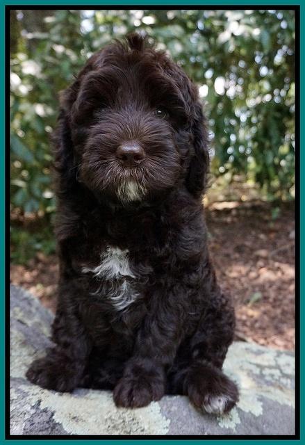Paris Usher pups 8 wks old 61