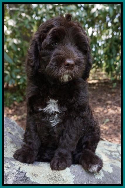 Paris Usher pups 8 wks old 71