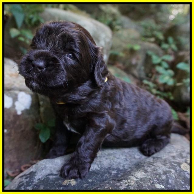 Paris Usher pups 3 wks old 251