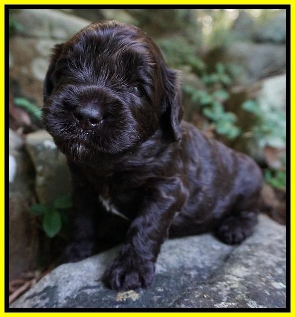 Paris Usher pups 3 wks old 261