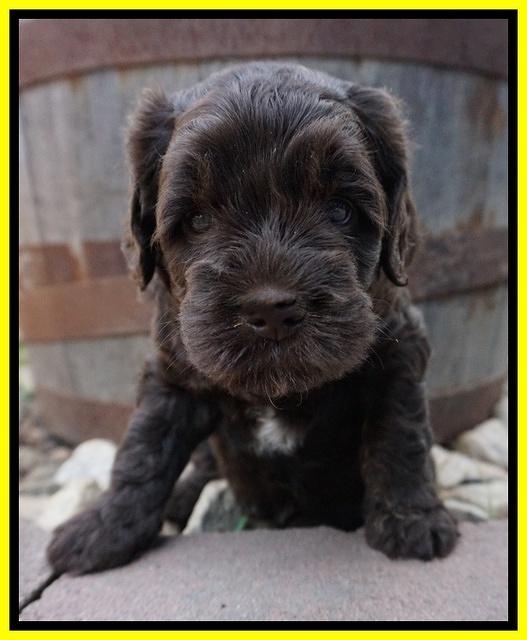 Paris Usher pups 4 wks old 2288