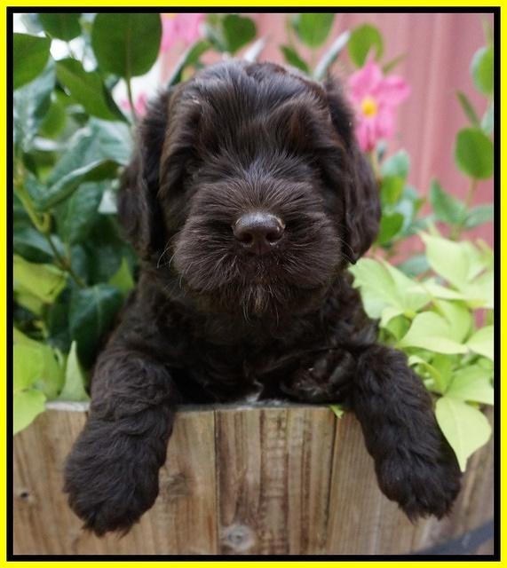 Paris Usher pups 5 wks old 251