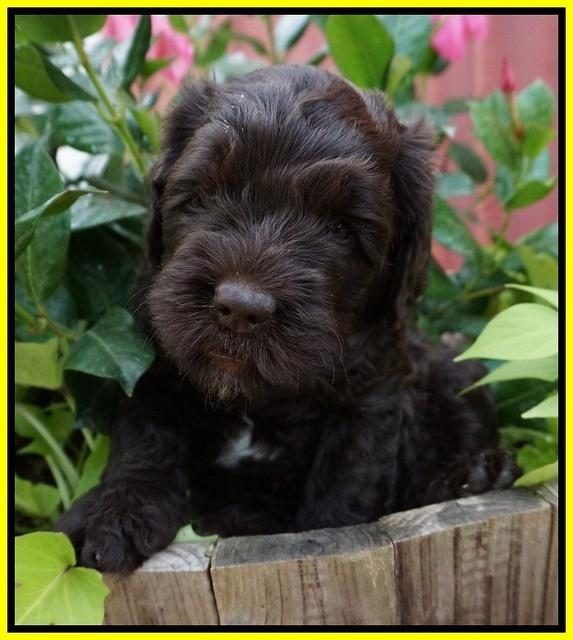 Paris Usher pups 5 wks old 261
