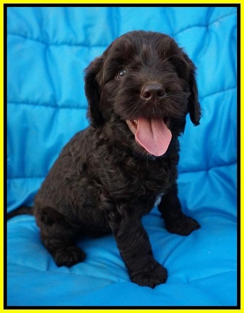 Paris Usher pups 6 wks old 151