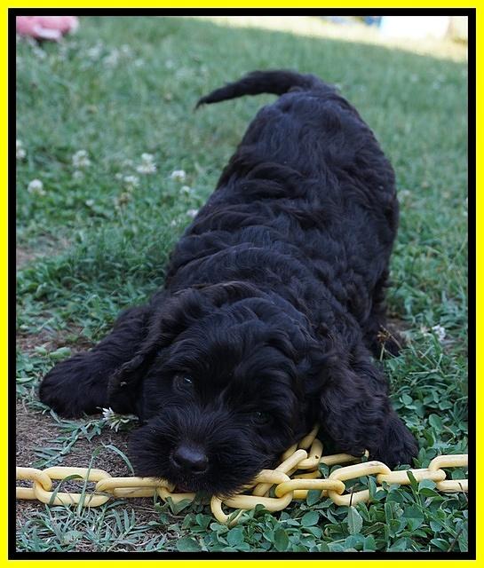 Paris Usher pups 7 wks old 381