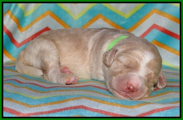 Paris Usher pups 1 wk old 25200