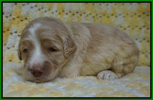 Paris Usher pups 2 wks old 191