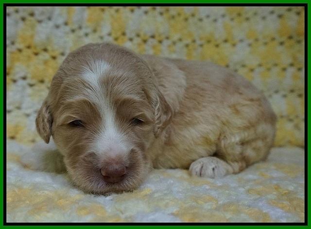 Paris Usher pups 2 wks old 201