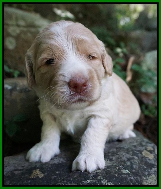 Paris Usher pups 3 wks old 281