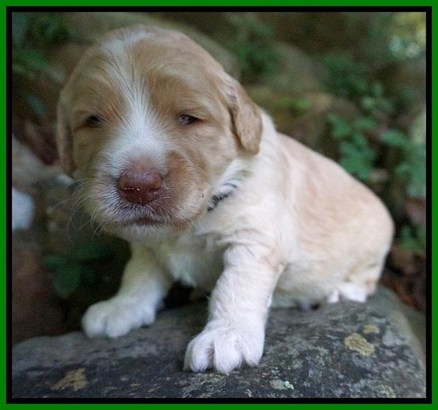 Paris Usher pups 3 wks old 291