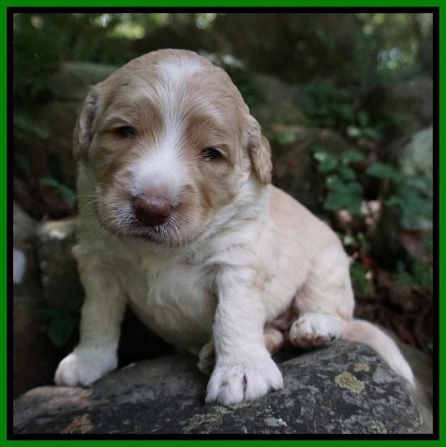 Paris Usher pups 3 wks old 301