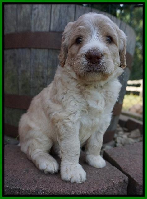 Paris Usher pups 4 wks old 281