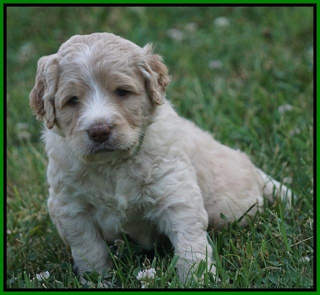 Paris Usher pups 4 wks old 291