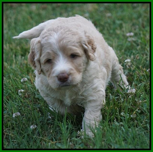 Paris Usher pups 4 wks old 301