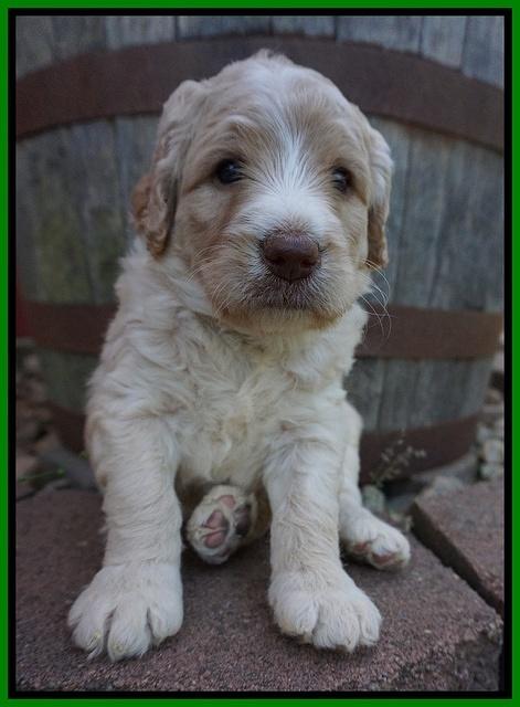 Paris Usher pups 4 wks old 311