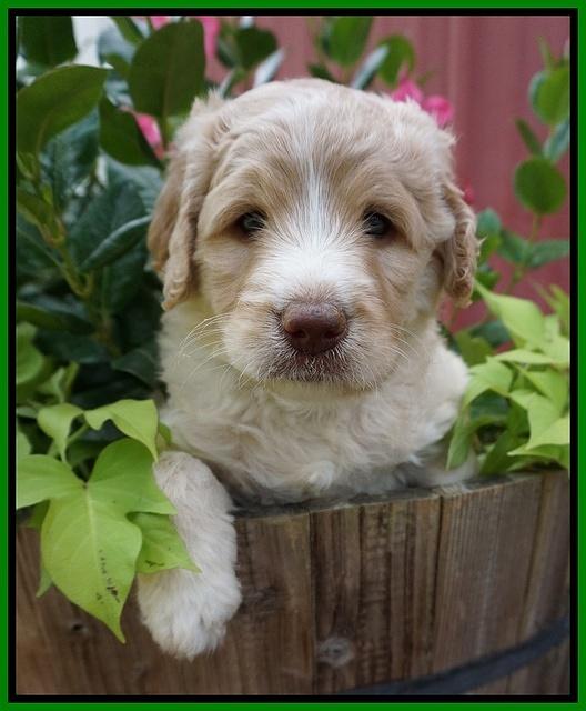 Paris Usher pups 5 wks old 281