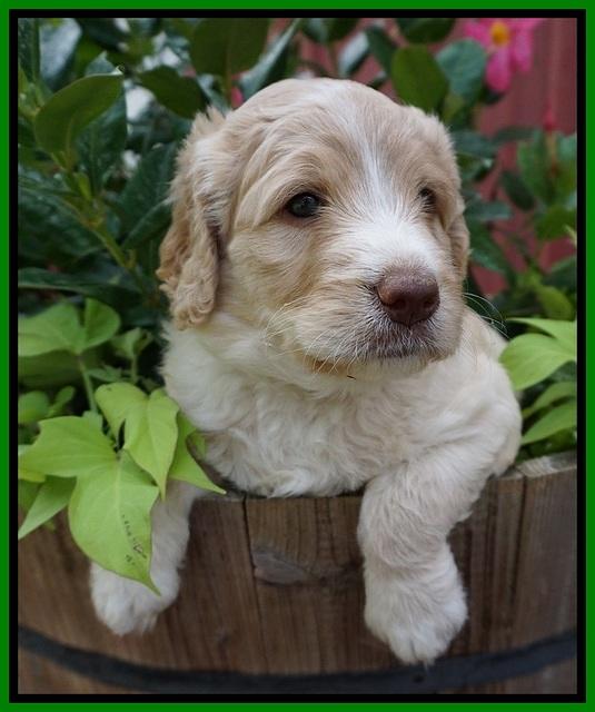 Paris Usher pups 5 wks old 301