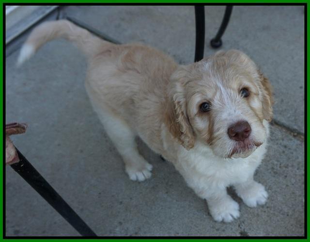 Paris Usher pups 7 wks old 1422