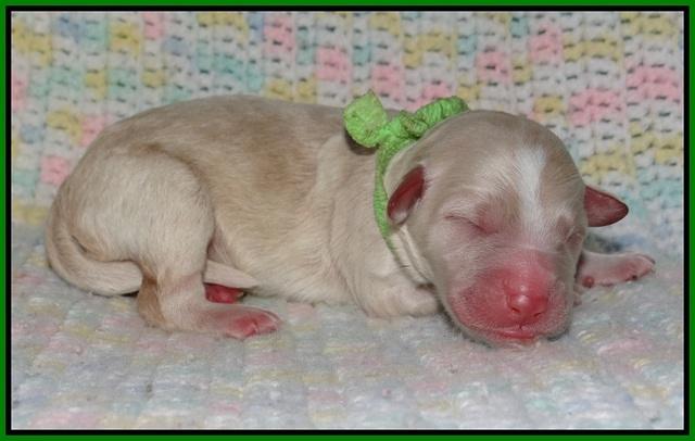 Paris Usher pups Newborn 201