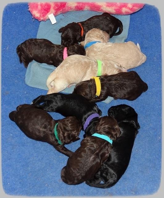 Paris Usher pups 1 wk old 27200