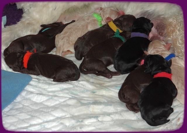 Paris Usher pups Newborn 21