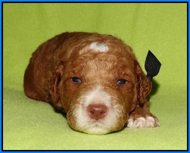 Noelle Dempsey pups 2 wks old 41