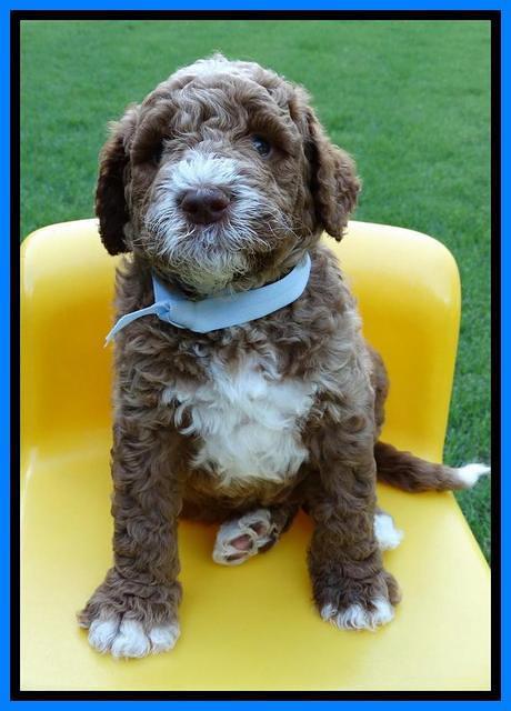 Noelle Dempsey pups 5 wks old 21