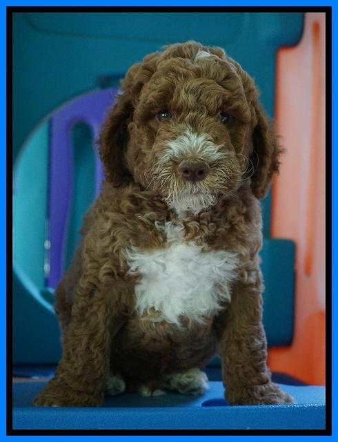 Noelle Dempsey pups 7 wks old 11