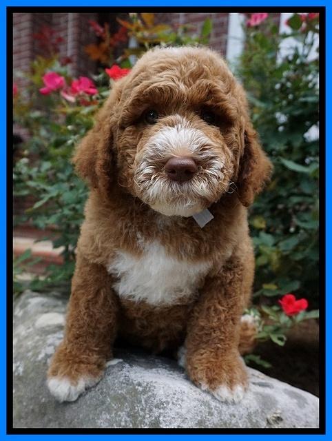 Noelle Dempsey pups 8 wks old 1!