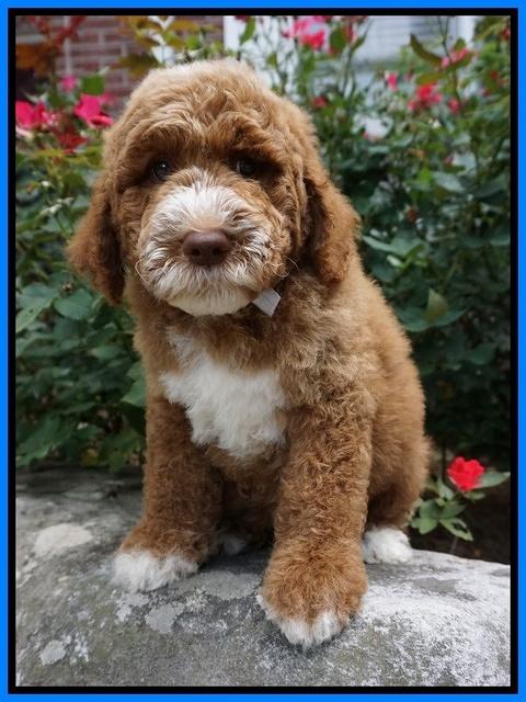Noelle Dempsey pups 8 wks old 2!