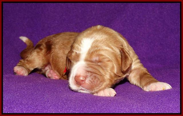 Noelle Dempsey 1 wk old 41