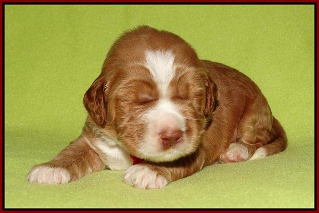 Noelle Dempsey pups 2 wks old 51