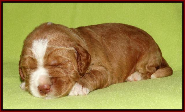 Noelle Dempsey pups 2 wks old 61