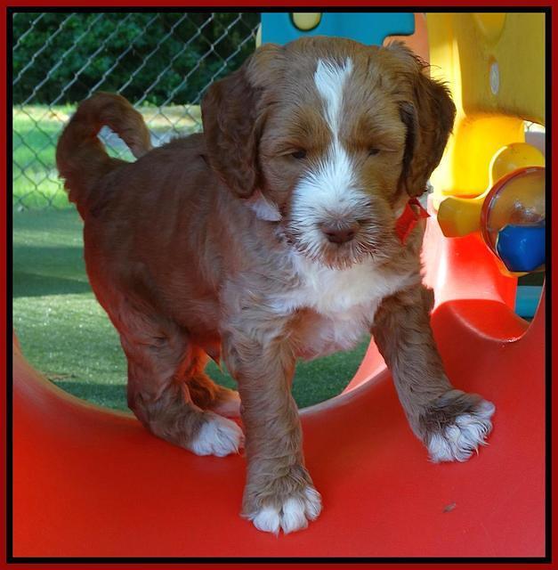 Noelle Dempsey pups 5 wks old 71