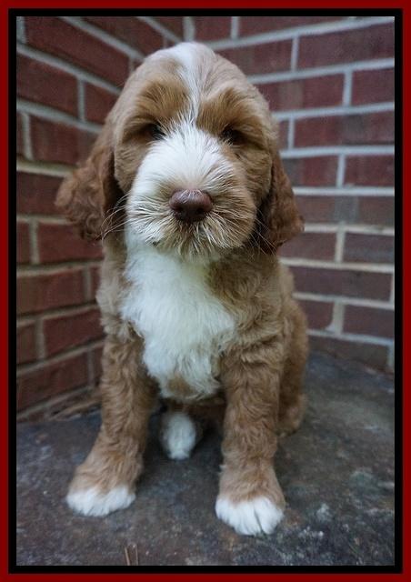 Noelle Dempsey pups 8 wks old 10!