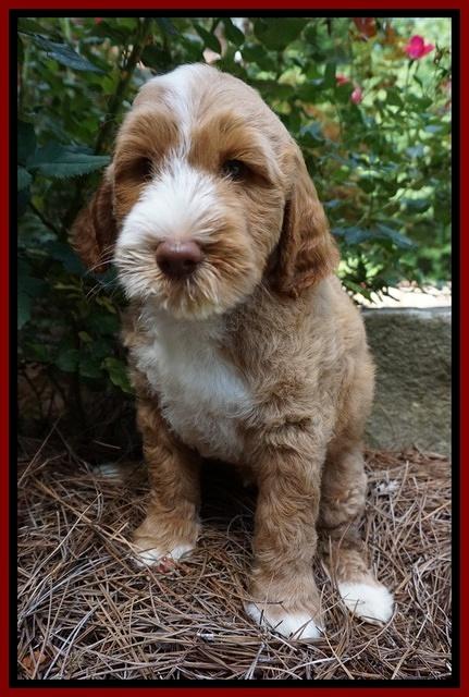 Noelle Dempsey pups 8 wks old 11!