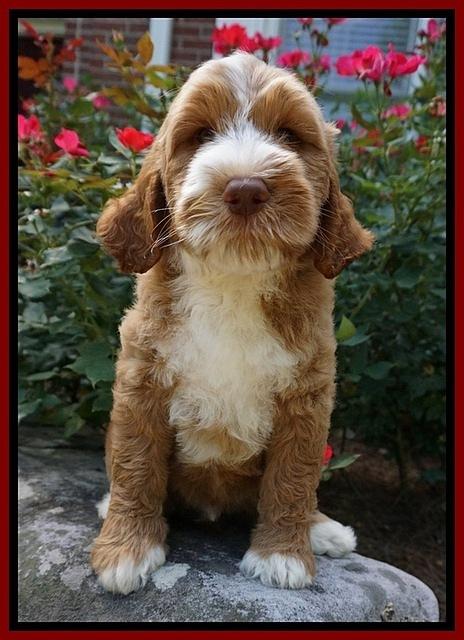 Noelle Dempsey pups 8 wks old 13!