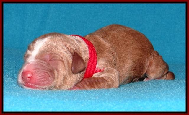 Noelle Dempsey pups newborn 31