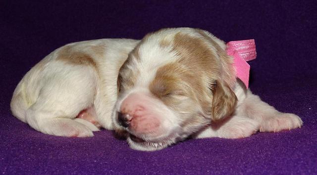 Noelle Dempsey 1 wk old 101