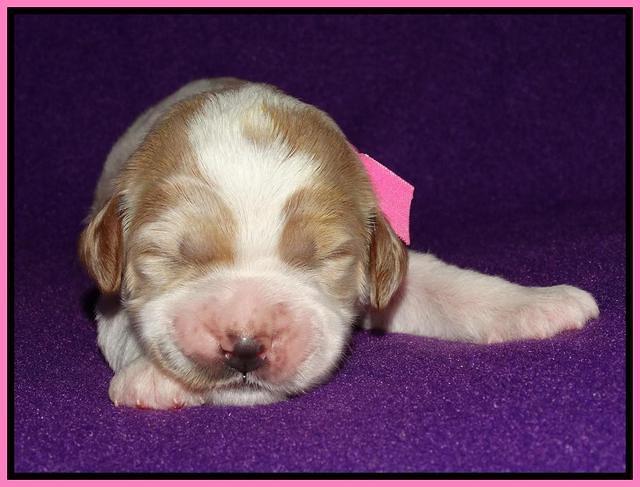 Noelle Dempsey 1 wk old 71