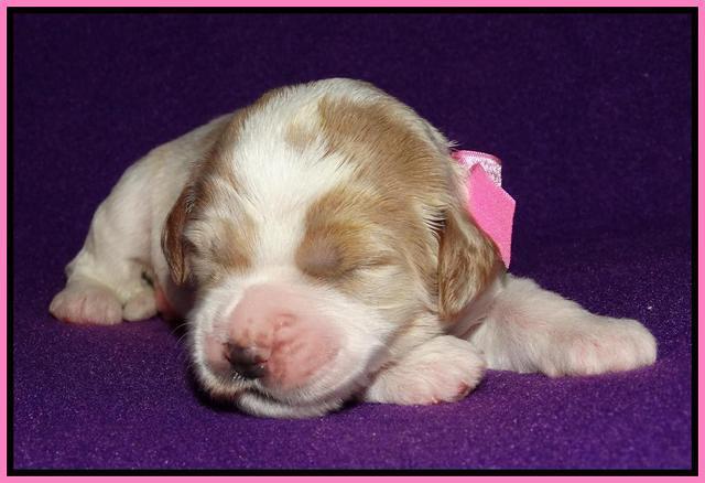 Noelle Dempsey 1 wk old 91
