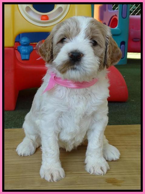 Noelle Dempsey pups 4 wks old 101