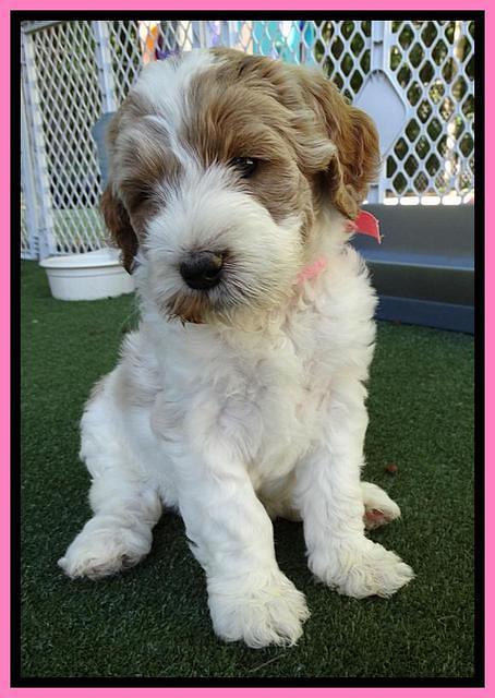 Noelle Dempsey pups 5 wks old 111