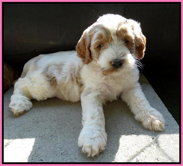 Noelle Dempsey pups 5 wks old 131
