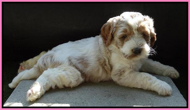 Noelle Dempsey pups 5 wks old 141