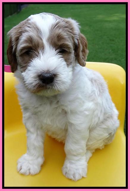 Noelle Dempsey pups 5 wks old 91
