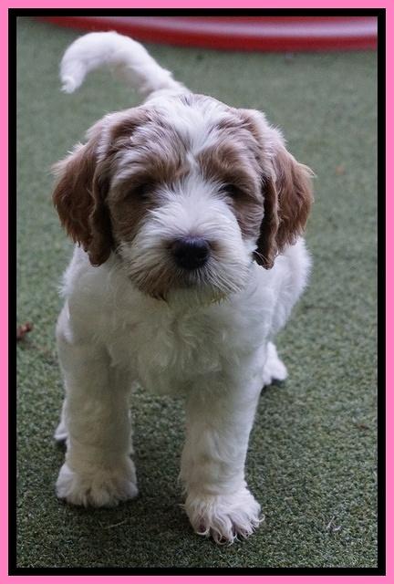 Noelle Dempsey pups 6 wks old 51